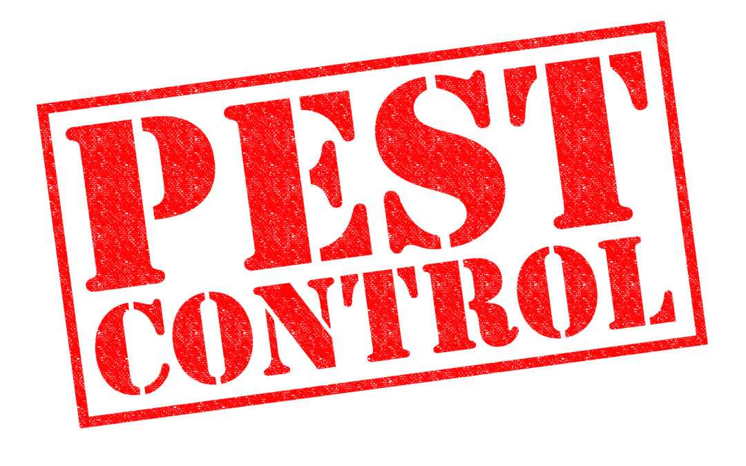 Property Management Can Help with Pest Control Problems in Your Property